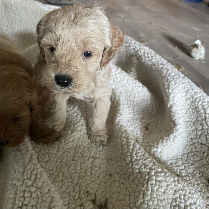 Cockapoo