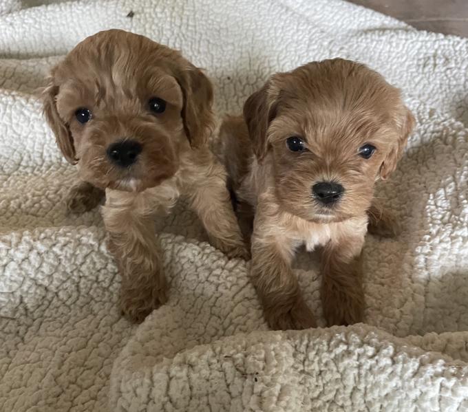 Cockapoo
