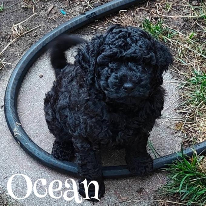 F1b Mini Goldendoodle