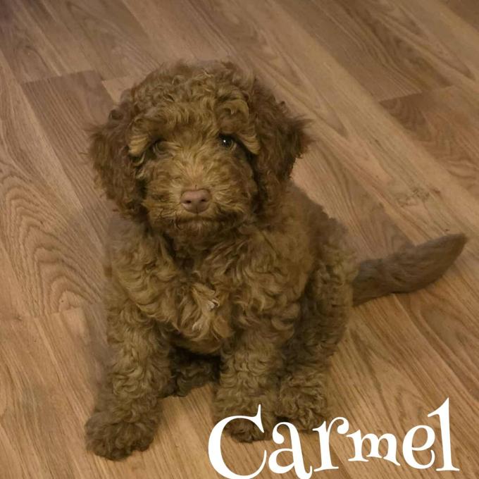 F1b Mini Goldendoodle