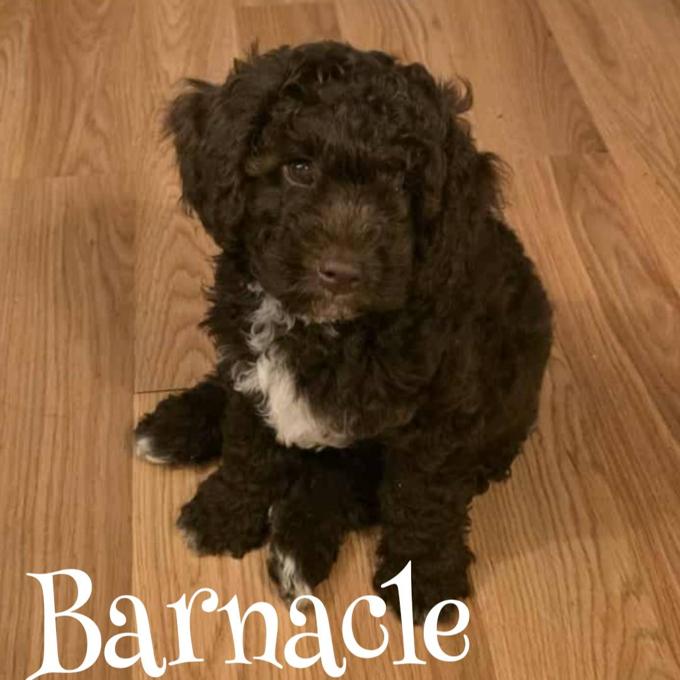 F1b Mini Goldendoodle