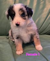 Miniature Australian Shepherd