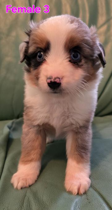 Miniature Australian Shepherd