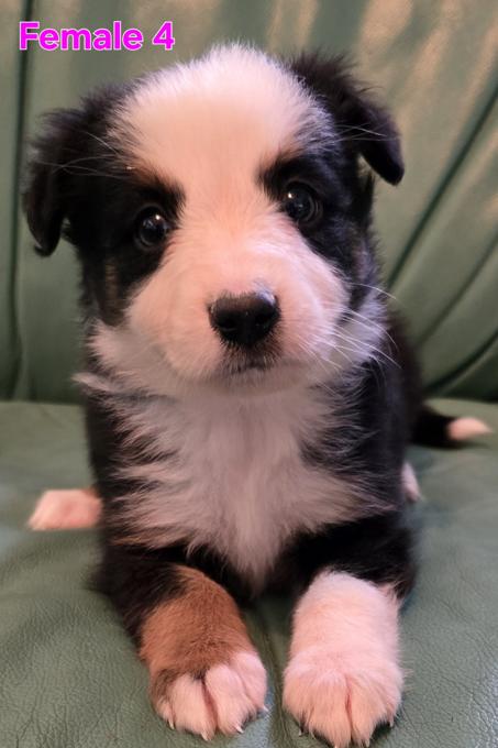 Miniature Australian Shepherd