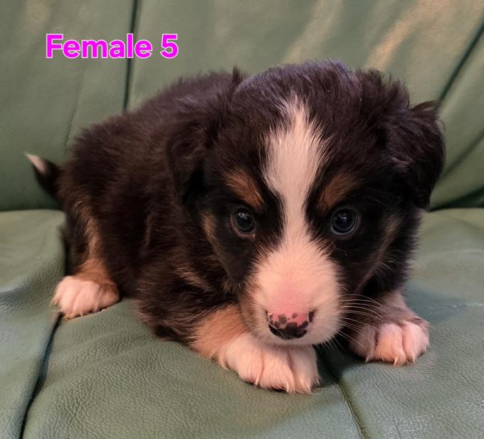 Miniature Australian Shepherd