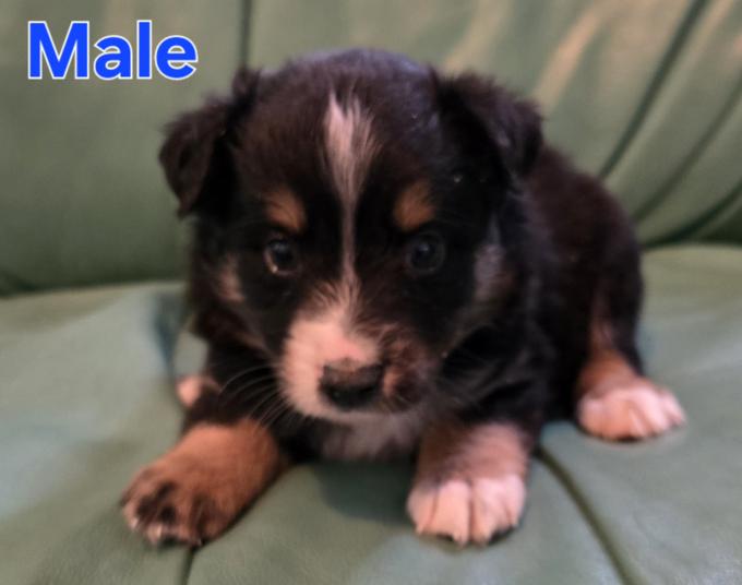 Miniature Australian Shepherd