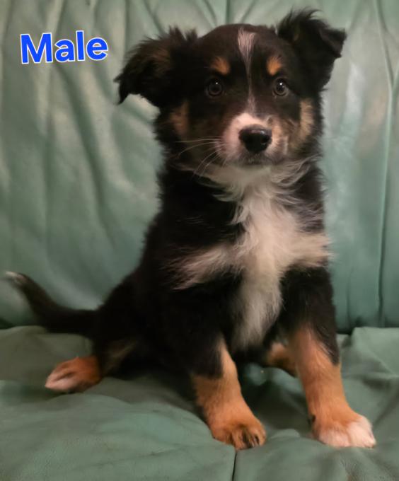Miniature Australian Shepherd