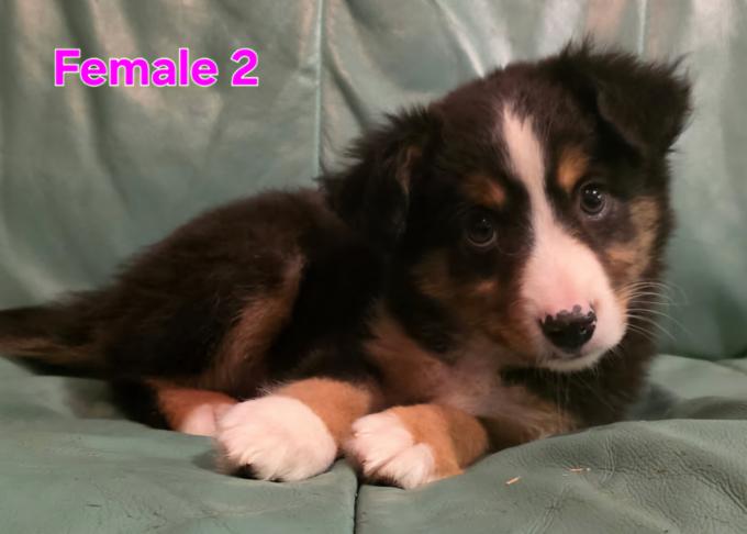 Miniature Australian Shepherd