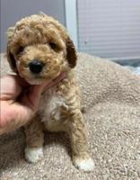 Golden doodle