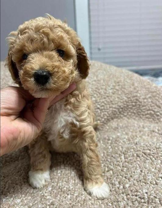 Golden doodle