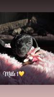 Dachshund
