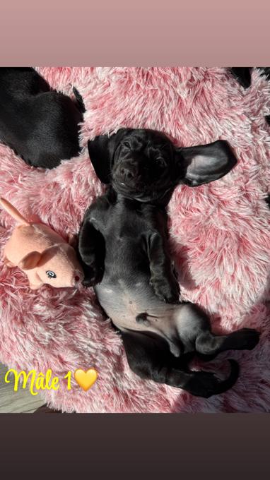 Dachshund
