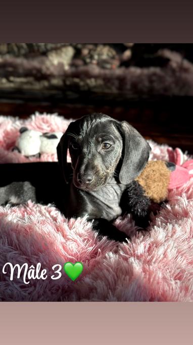 Dachshund