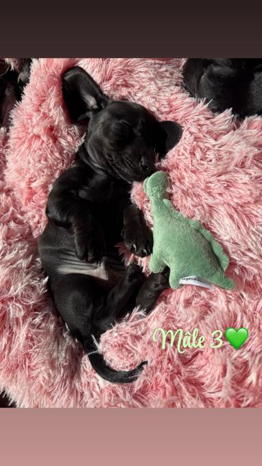 Dachshund
