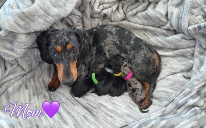 Dachshund
