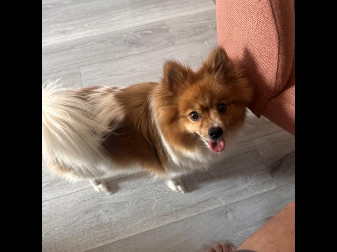 Pomeranian
