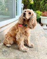 Cocker Spaniel