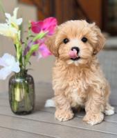 Maltipoo