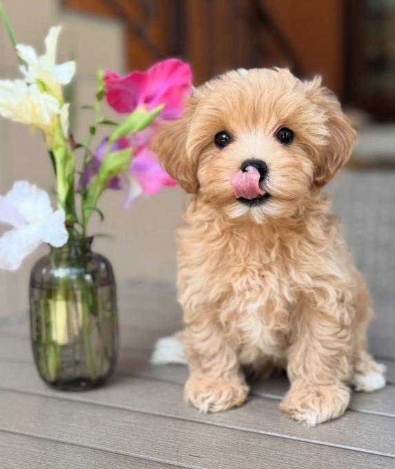 Maltipoo