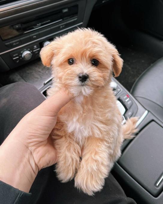 Maltipoo