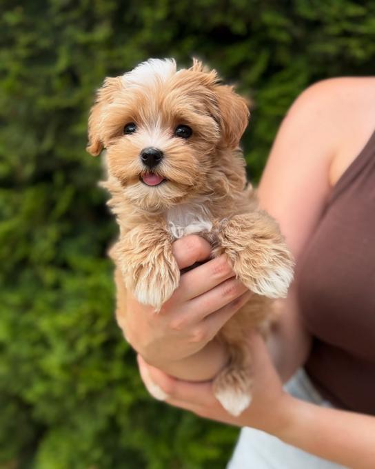 Maltipoo
