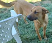 Lab Shepherd