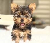 Yorkie