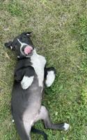 Mastiff Heeler