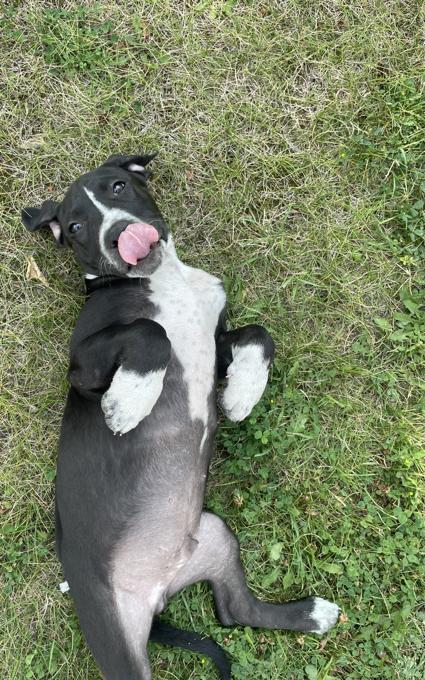 Mastiff Heeler