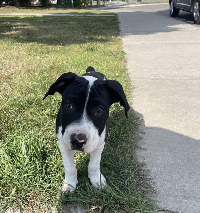 Mastiff Heeler