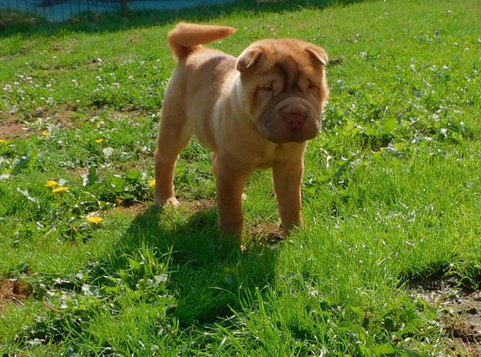 Shar - Pei Puppies