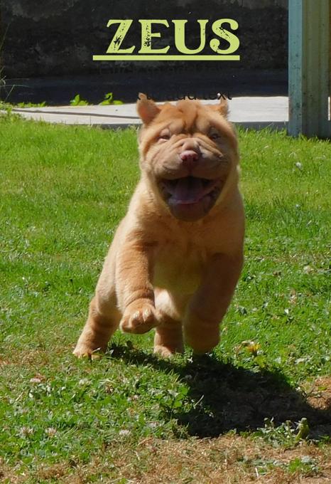 Shar - Pei Puppies