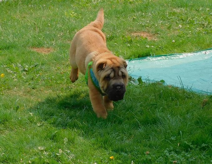 Shar - Pei Puppies