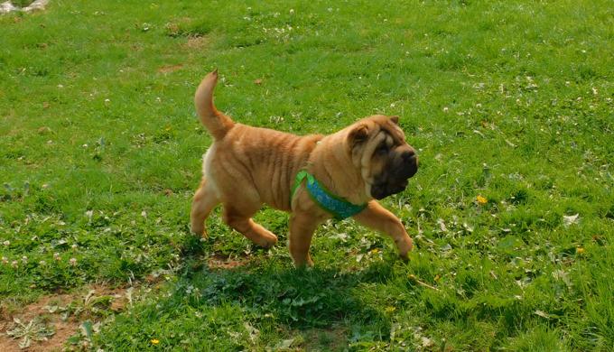 Shar - Pei Puppies