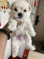 Teacup bichon
