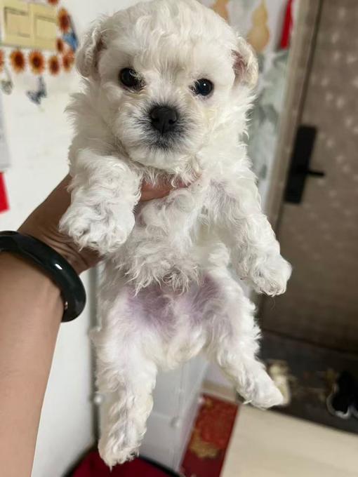 Teacup bichon
