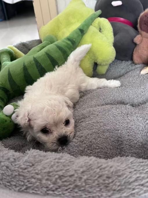Teacup bichon