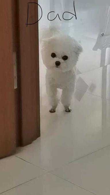Teacup bichon