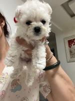 Teacup bichon