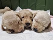 golden retriver