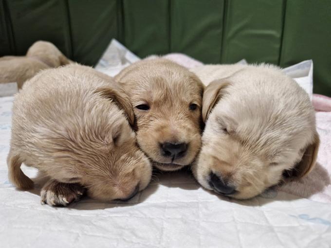 golden retriver