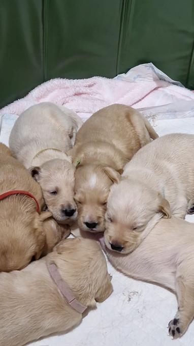 golden retriver