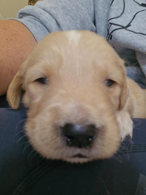 golden retriver