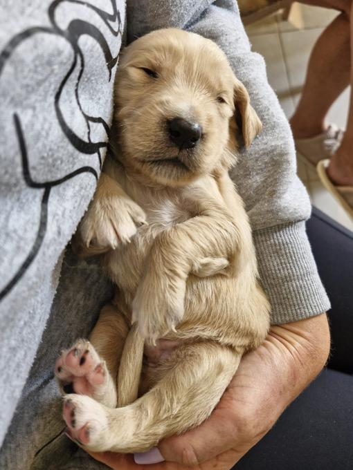 golden retriver