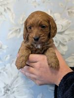 cockerpoo