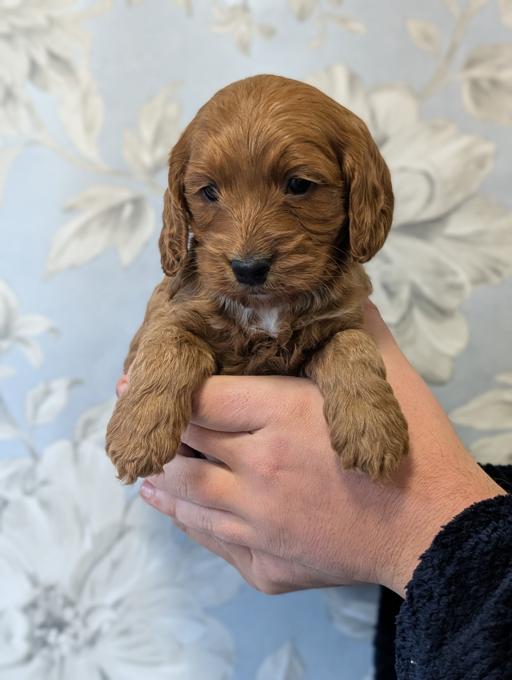 cockerpoo