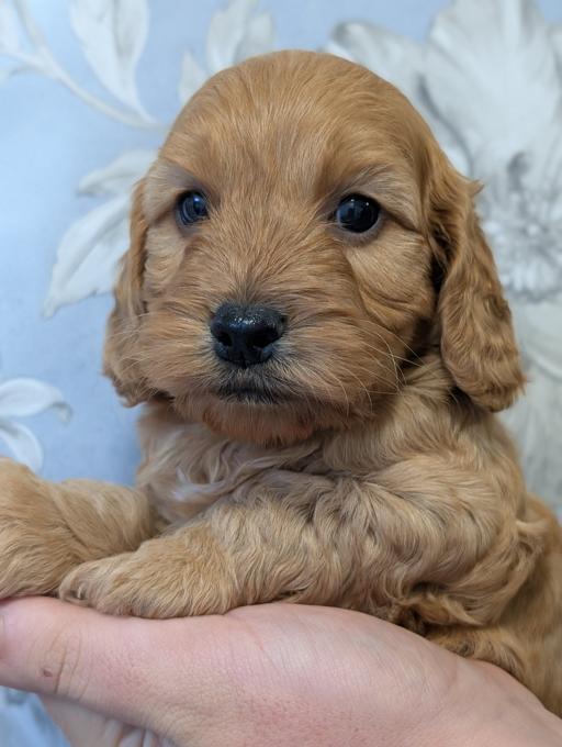 cockerpoo