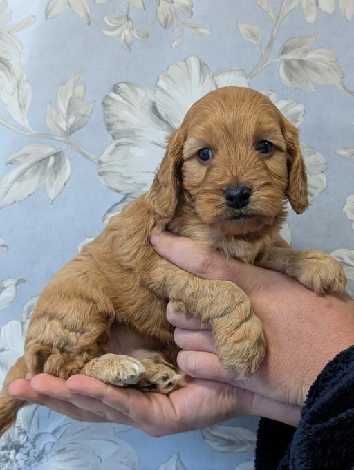 cockerpoo