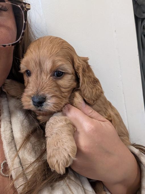 cockerpoo