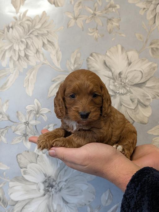 cockerpoo